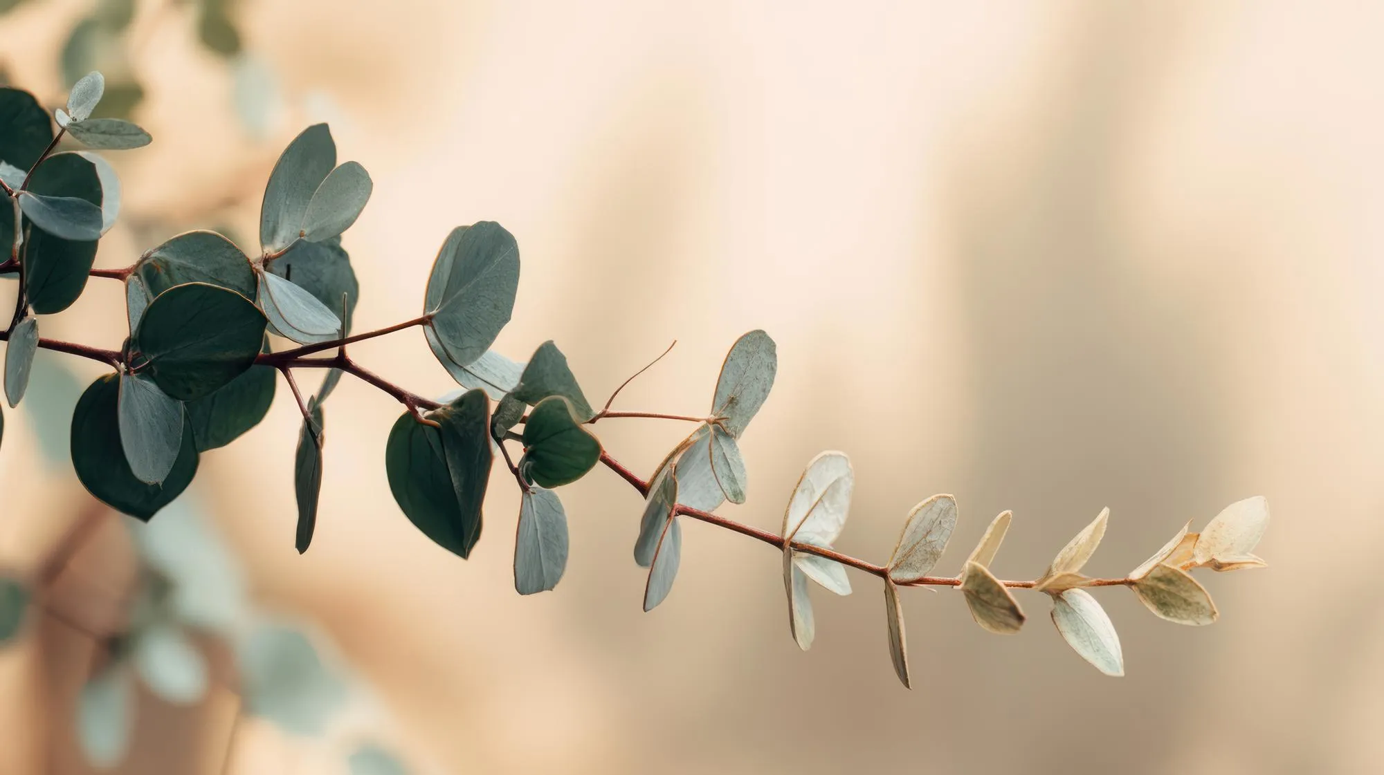 Soft-focus botanical branches in warm neutral tones